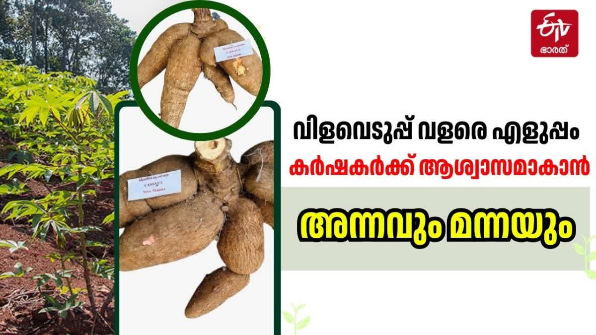 CTCRI TRIVANDRUM  TAPIOCA NEW VARIETY  TUBER CROP RESEARCH CENTRE  CASSAVA VARIETY