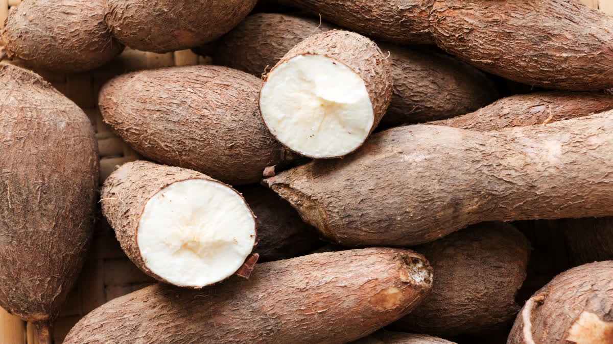 Two New Easy To Harvest Cassava Varieties Developed By CTCRI Researcher In Kerala