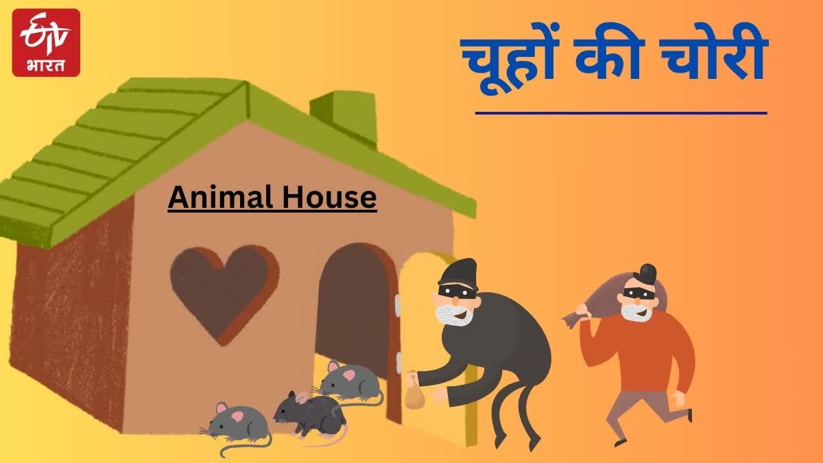 Rats Missing From animal house