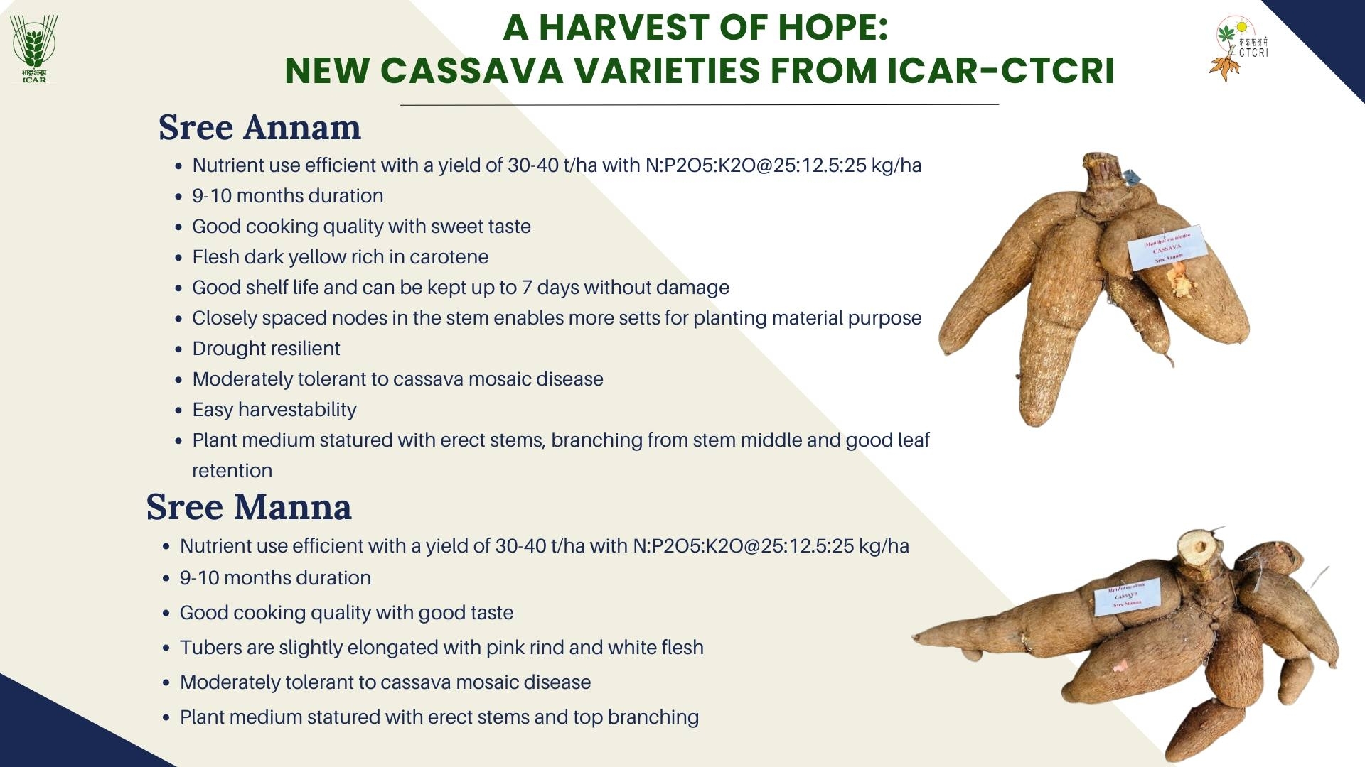 CTCRI TRIVANDRUM  TAPIOCA NEW VARIETY  TUBER CROP RESEARCH CENTRE  CASSAVA VARIETY