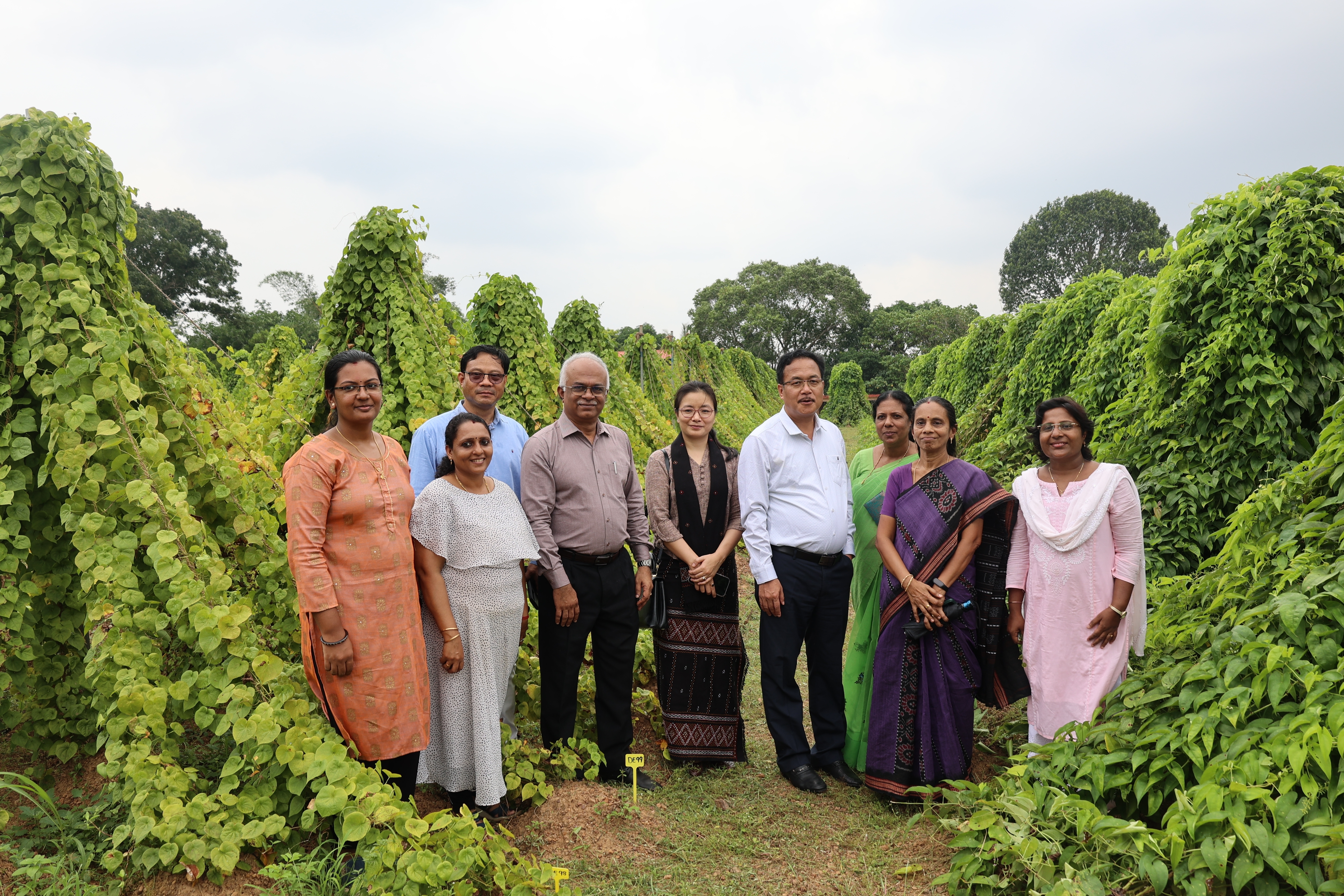 CTCRI TRIVANDRUM  TAPIOCA NEW VARIETY  TUBER CROP RESEARCH CENTRE  CASSAVA VARIETY