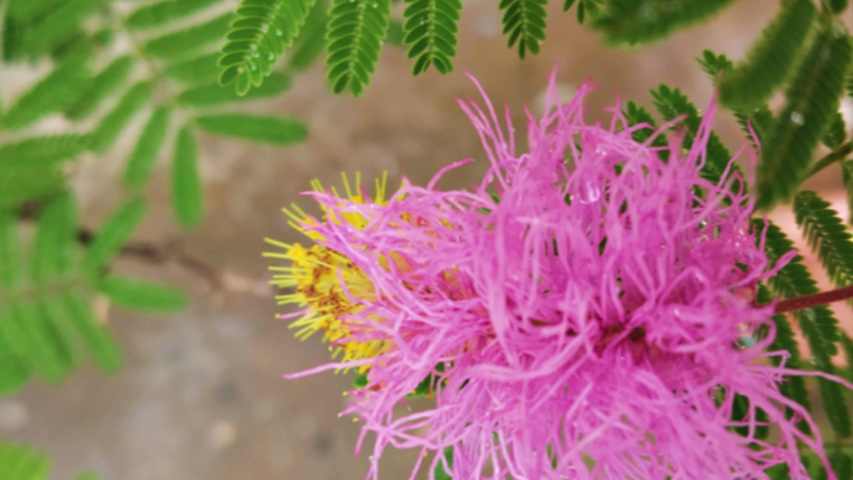 shami ka phool for mahadev