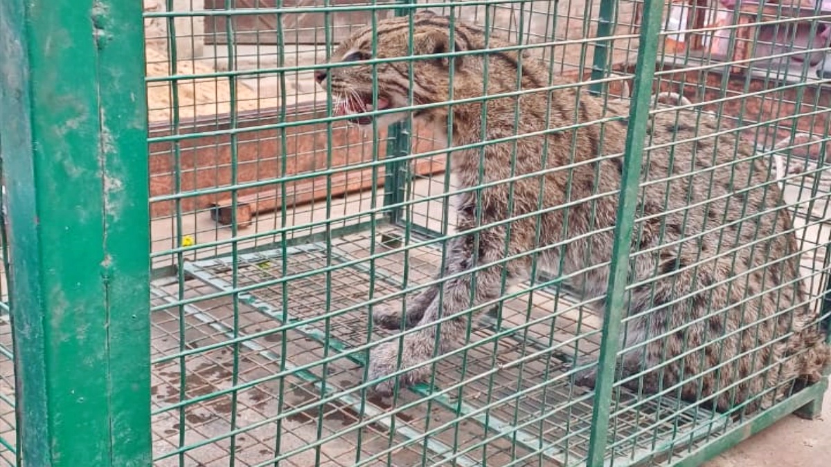 Rescue Of Wild Cat In Samastipur