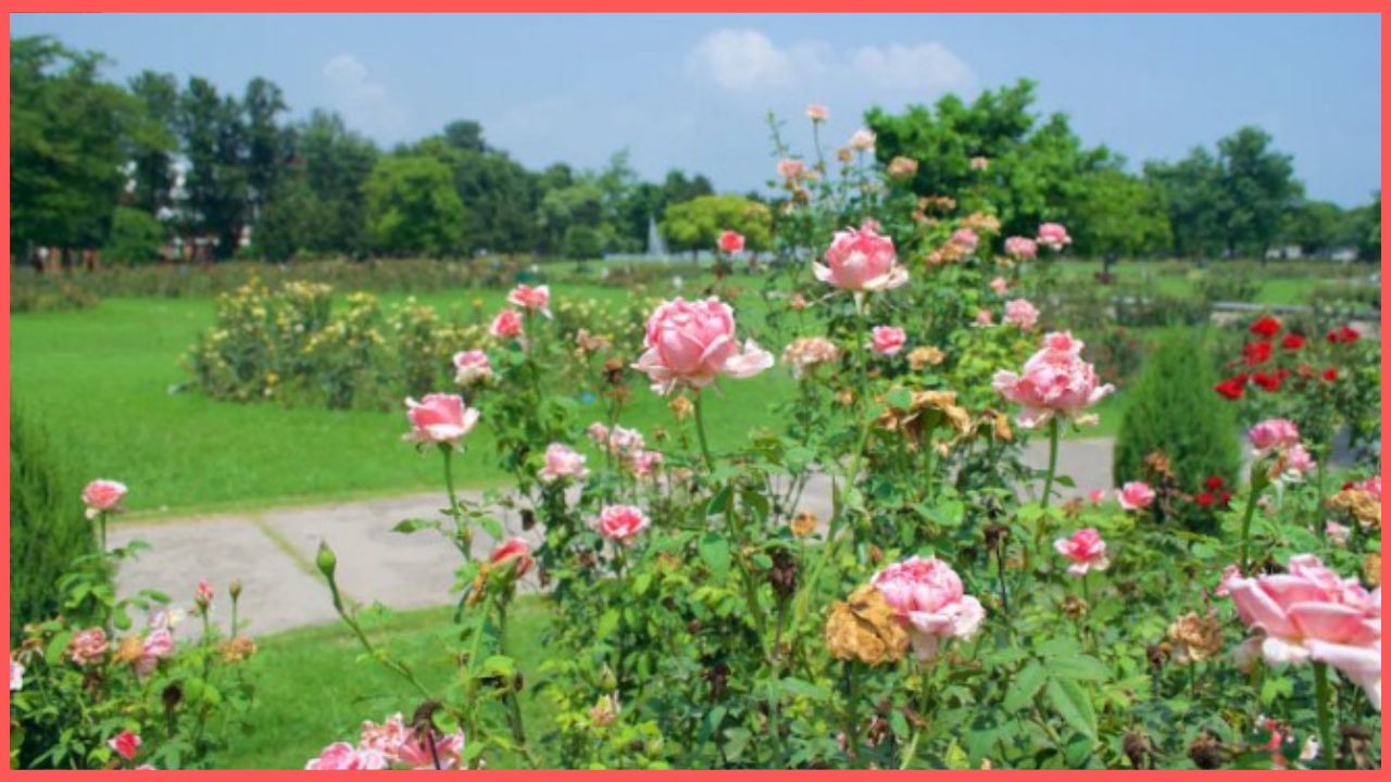 Chandigarh Zakir Husain Rose Garden