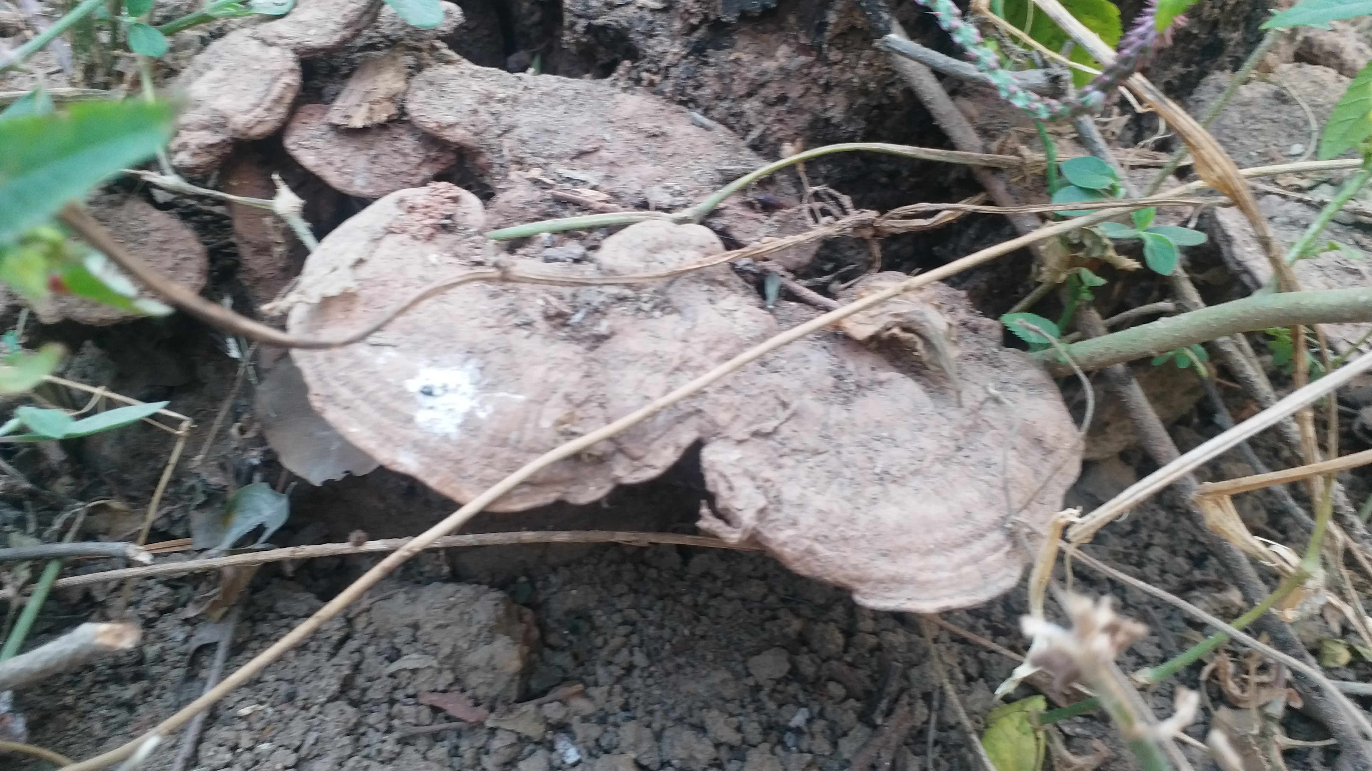 ganoderma mushroom.