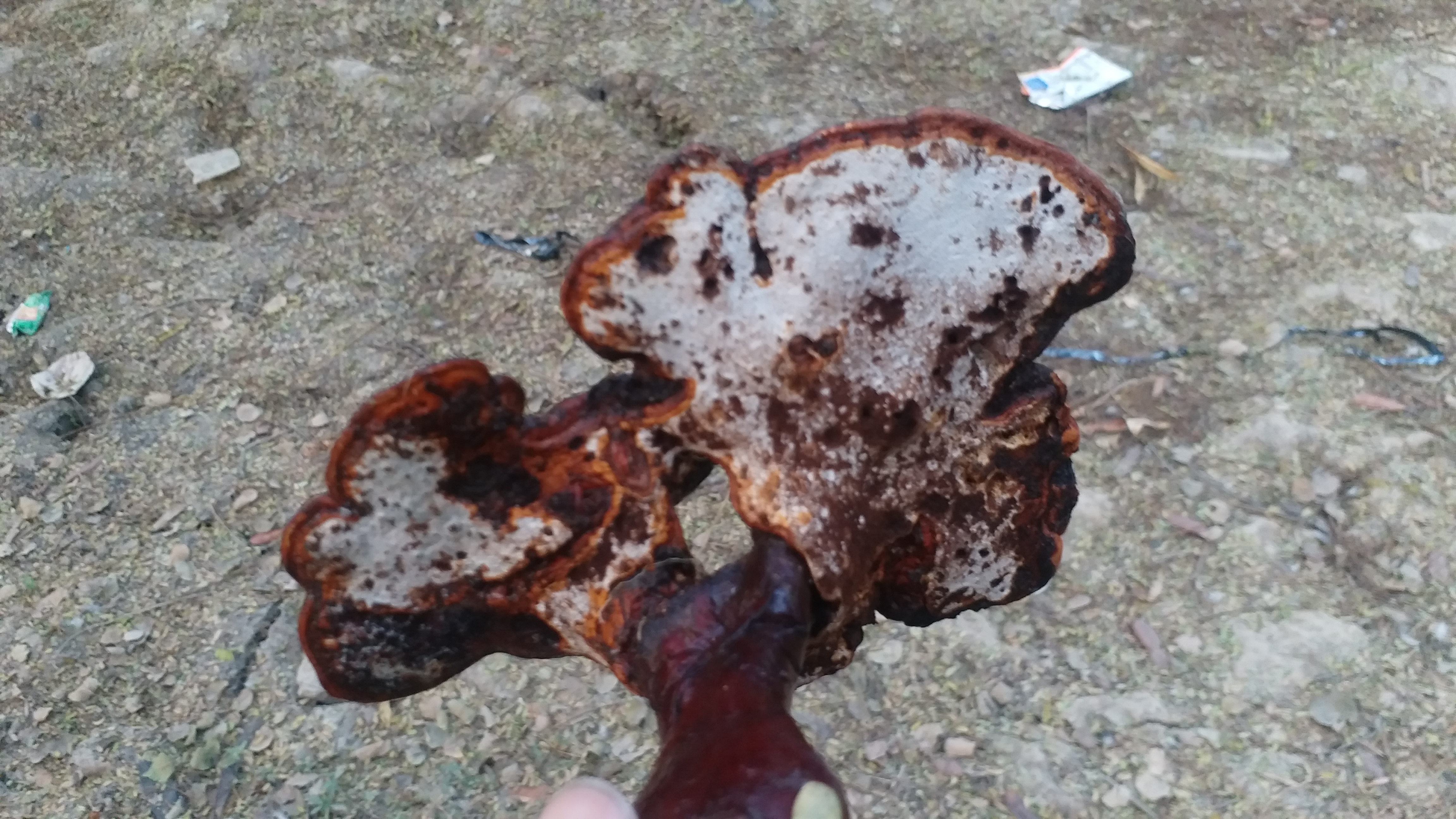 ganoderma mushroom.