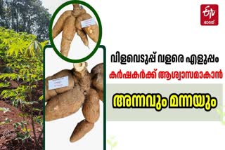 CTCRI TRIVANDRUM  TAPIOCA NEW VARIETY  TUBER CROP RESEARCH CENTRE  CASSAVA VARIETY