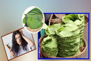 Health Benefits Of Betel Leaves