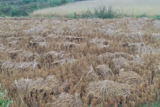 Crop loss hits farmers hard in Odisha