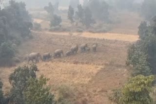 ELEPHANTS ENTERING IN RAMGARH