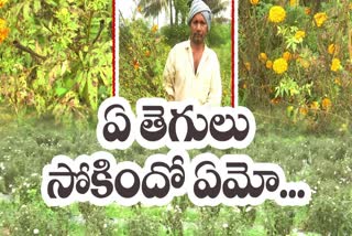 Flower farmers in Eluru