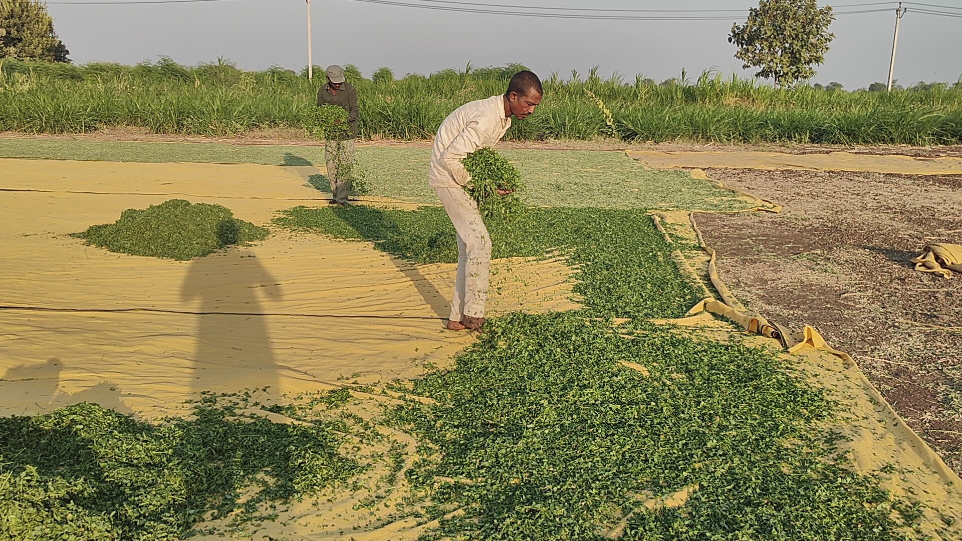 રજકાનું વાવેતર