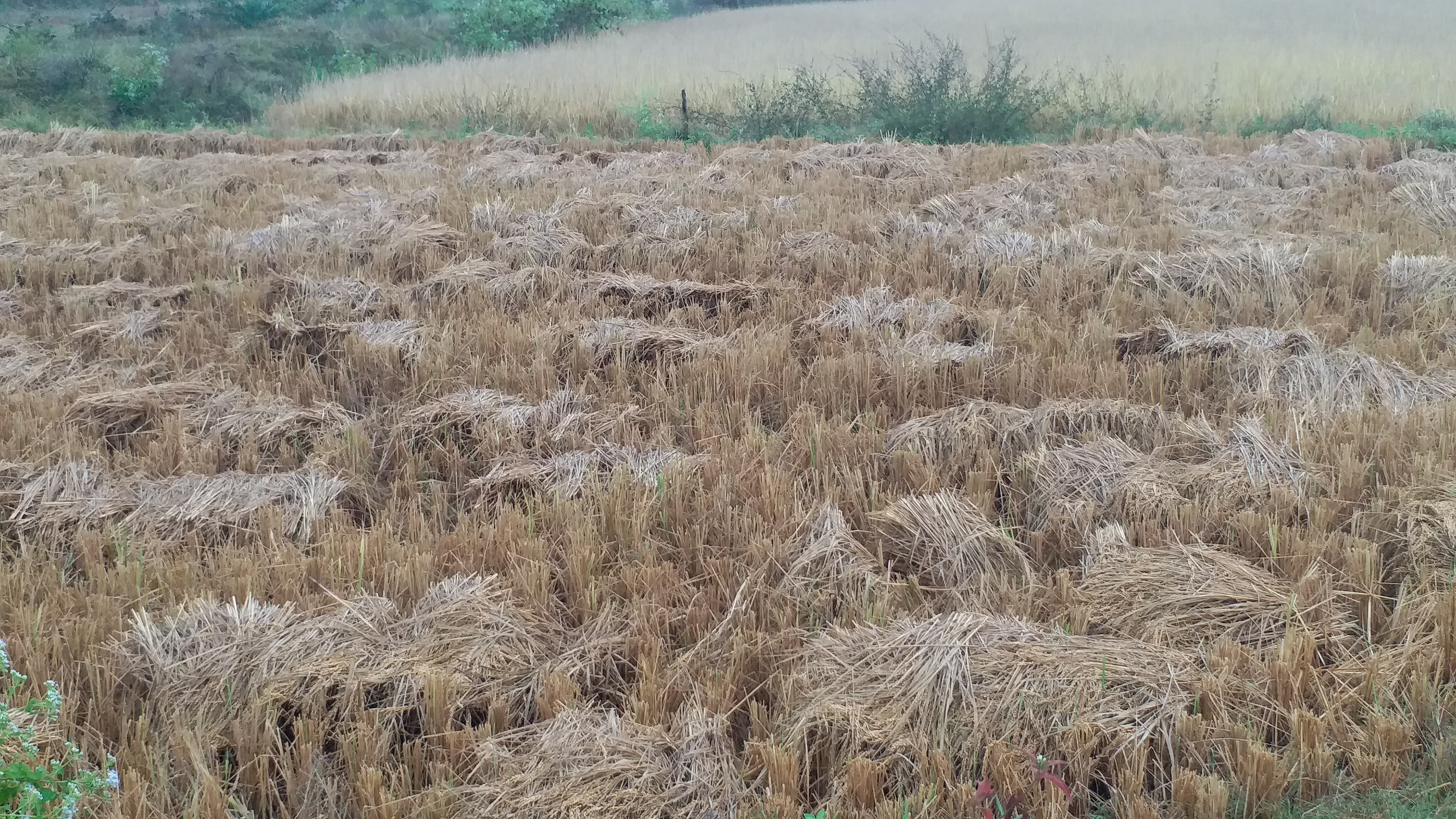 Rain Damage Paddy Crop