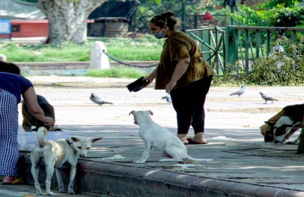 தெரு நாய்கள்