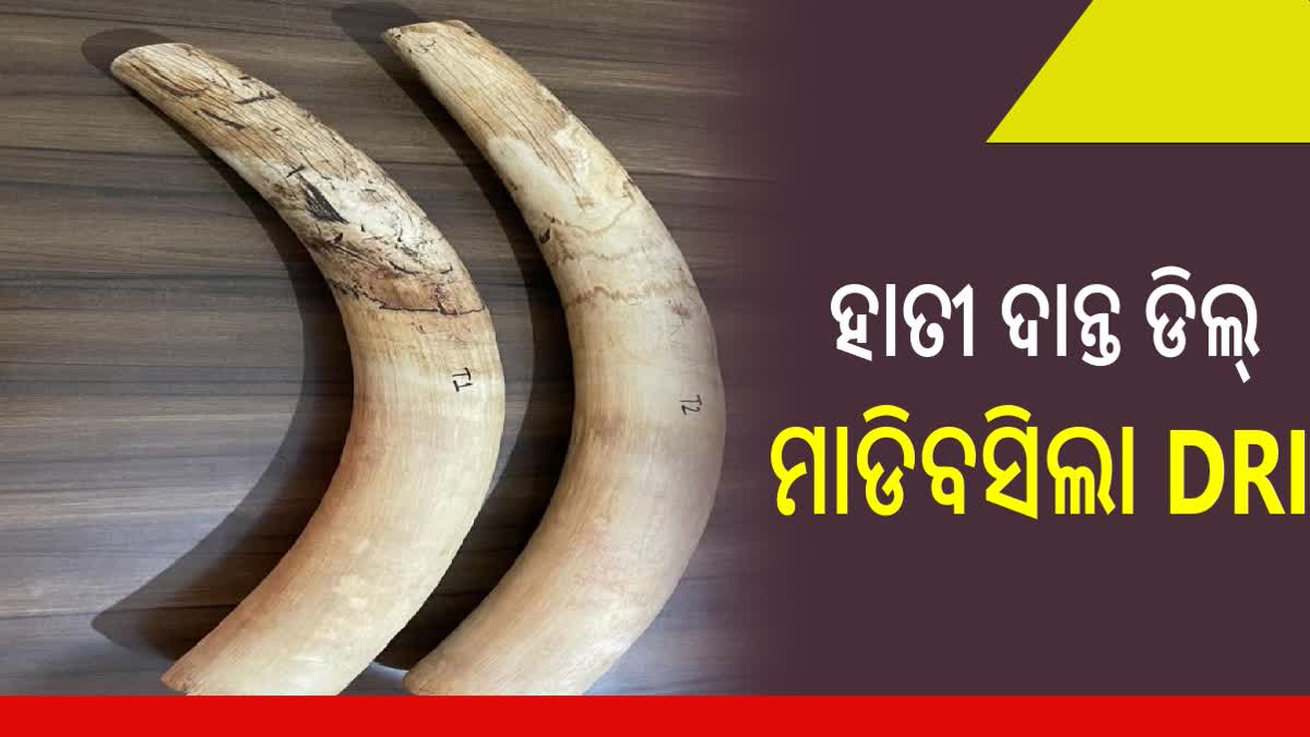 Elephant tusks smuggling