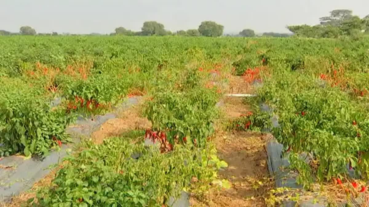 Mirchi Farmers in khammam