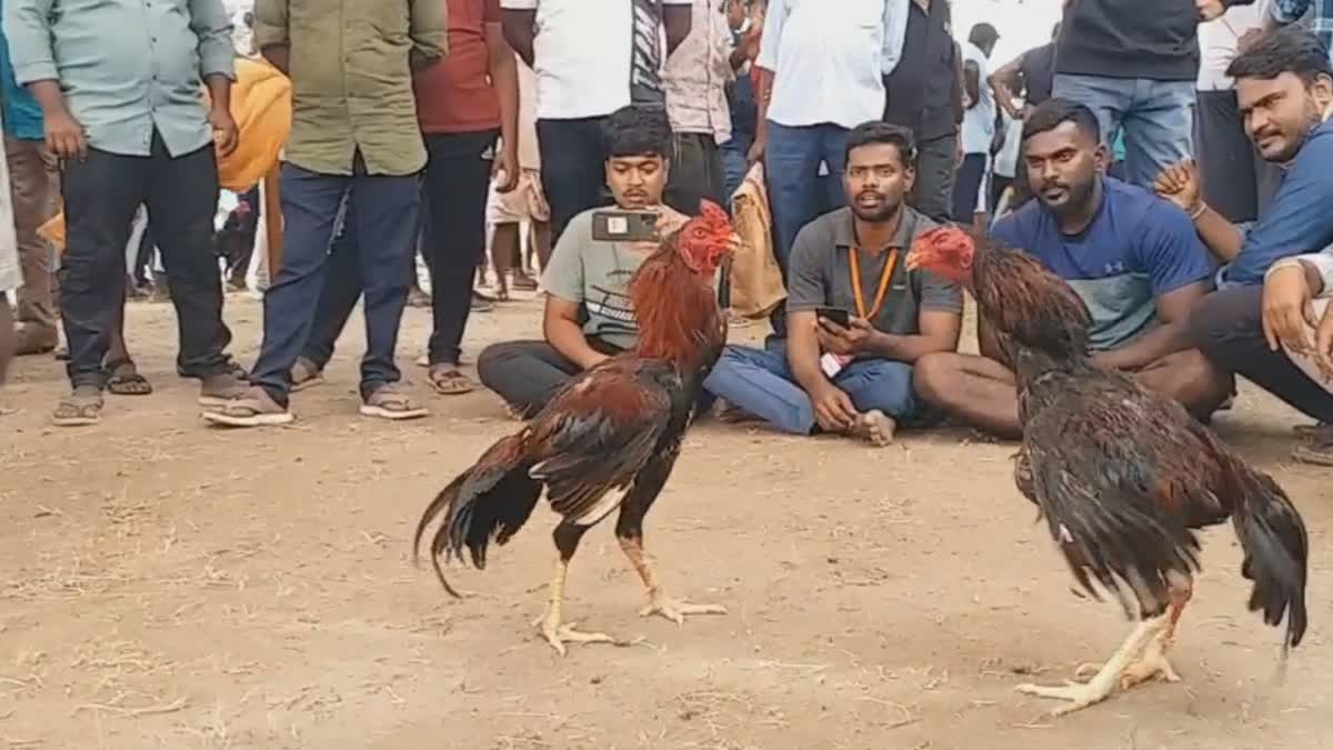 cockfighting competition at thiruvallur