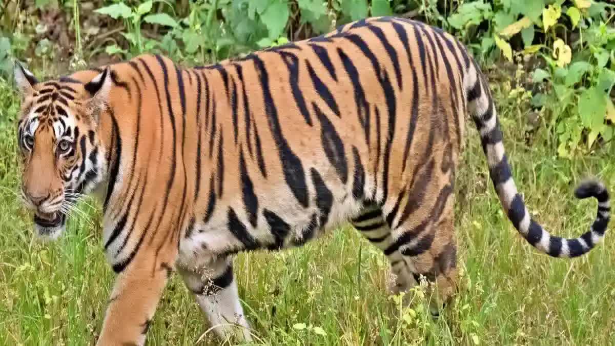 Tiger seen by tourists in PTR
