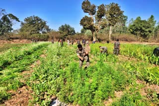 Cannabis plants destroyed