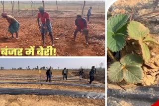Farmers cultivated strawberries on barren land in Latehar
