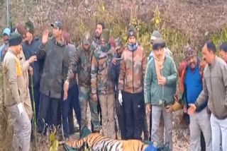 Tiger in Ramnagar