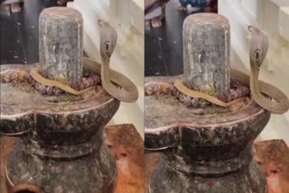 Cobra Coils Around Shiva Lingam In Ramalayam