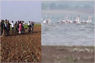 ಆಲಮಟ್ಟಿ ಹಿನ್ನೀರಿನಲ್ಲಿ ಹಕ್ಕಿಹಬ್ಬ