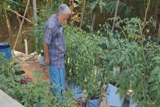 Poet Kanchiyar Rajan  Organic farming at terrace  ജൈവപച്ചക്കറി കൃഷി  കാഞ്ചിയാർ രാജൻ