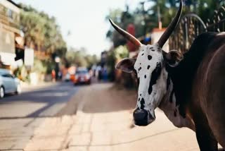 Chhindwara Cow Slaughter Case