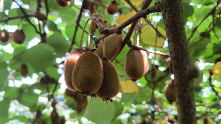 Kiwifruit may help improve your mental health in just 4 days: Study