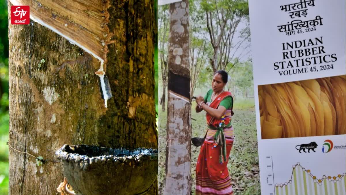 RUBBER PRODUCTION IN KERALA  RUBBER FARMING KERALA  റബര്‍ ഉത്‌പാദനം കേരളം  റബര്‍ വില കേരളം