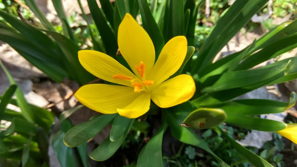 Early Flower Bloom Amid Unusually Warm Winter Raises Concern In Kashmir Valley