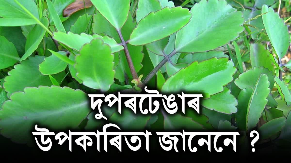 Bryophyllum Pinnatum Leaf: An Ayurvedic Remedy for Kidney Stone Treatment research