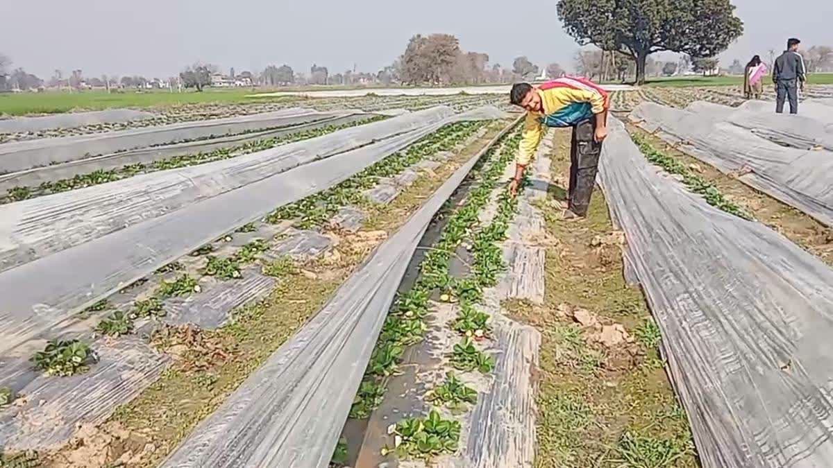 A famers checks on the strawberry plants.