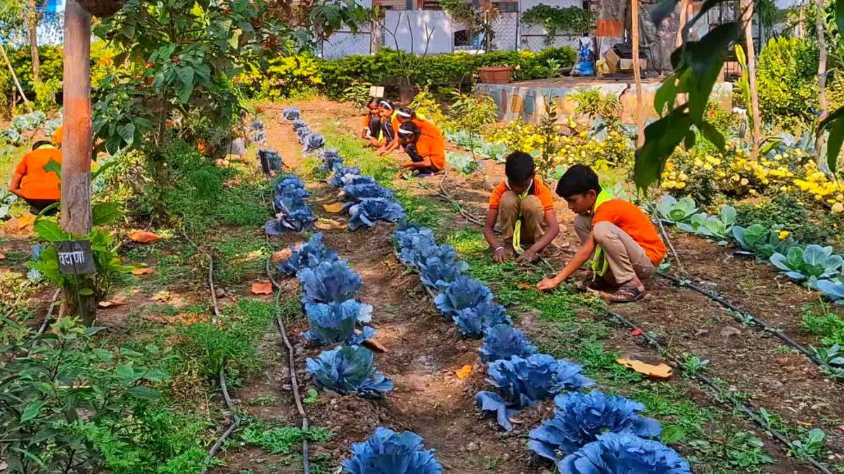 SCHOOL GARDEN