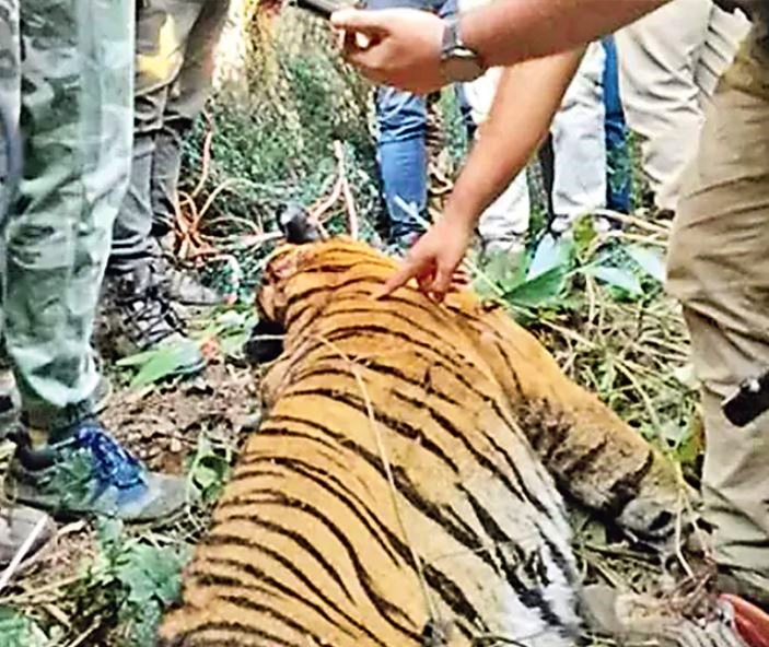 wayanad_tiger_death