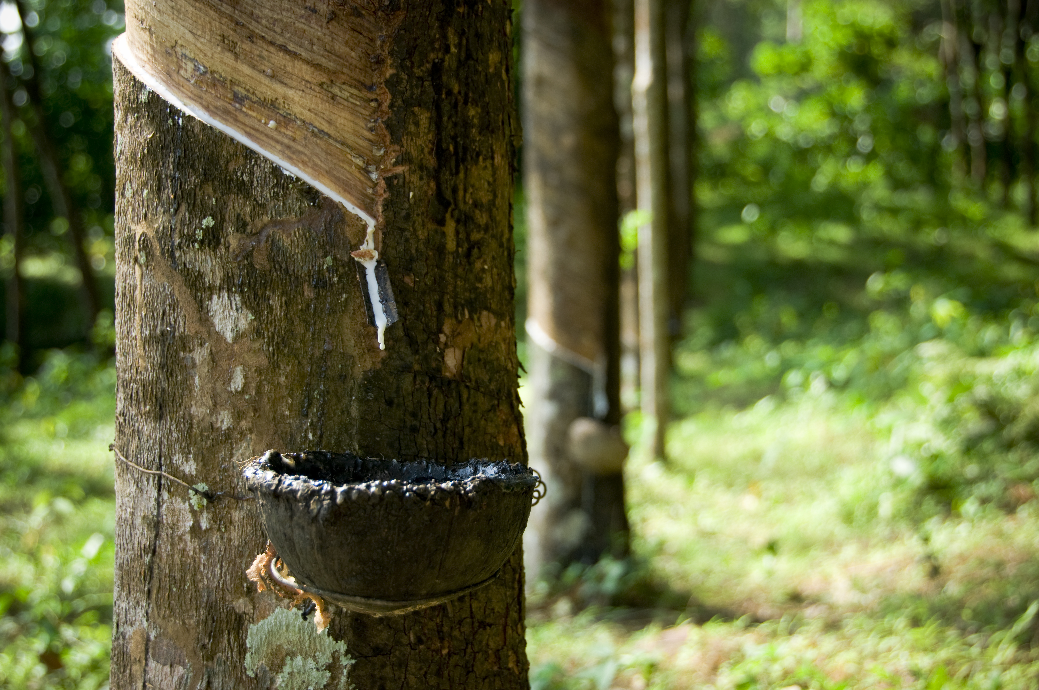 RUBBER PRODUCTION IN KERALA  RUBBER FARMING KERALA  റബര്‍ ഉത്‌പാദനം കേരളം  റബര്‍ വില കേരളം