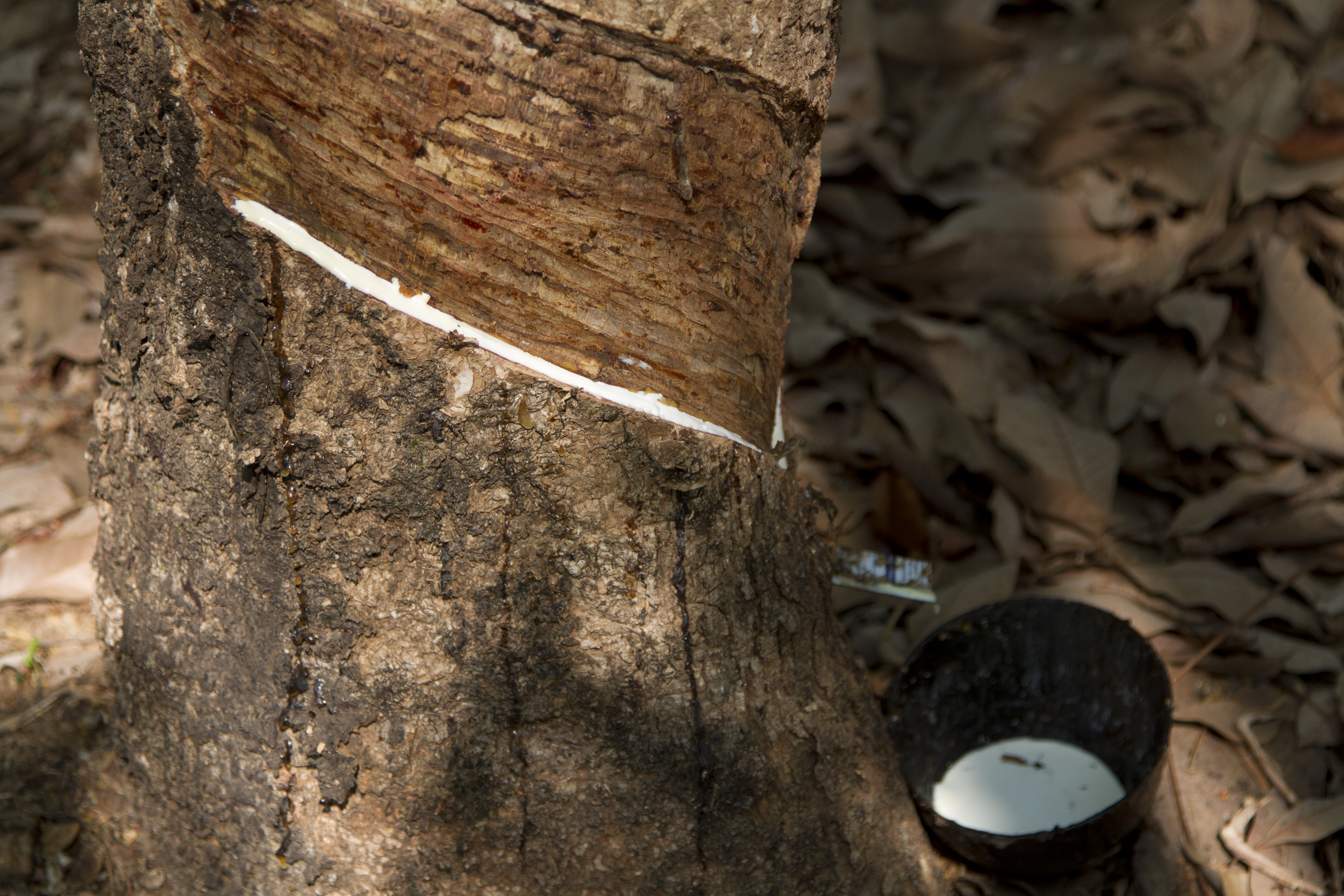 RUBBER PRODUCTION IN KERALA  RUBBER FARMING KERALA  റബര്‍ ഉത്‌പാദനം കേരളം  റബര്‍ വില കേരളം