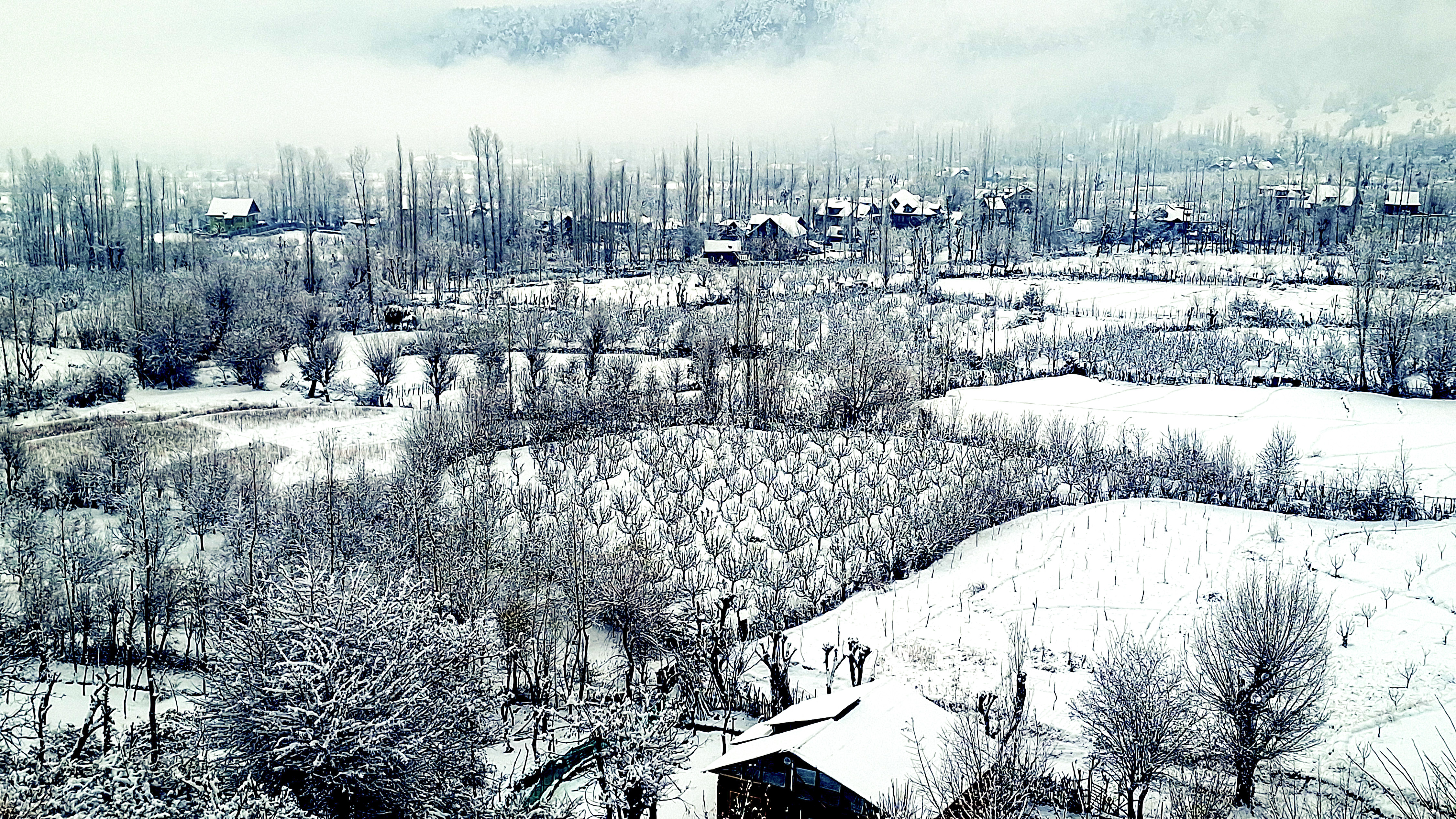 A view of snow covered fruit orchards in Kashmir