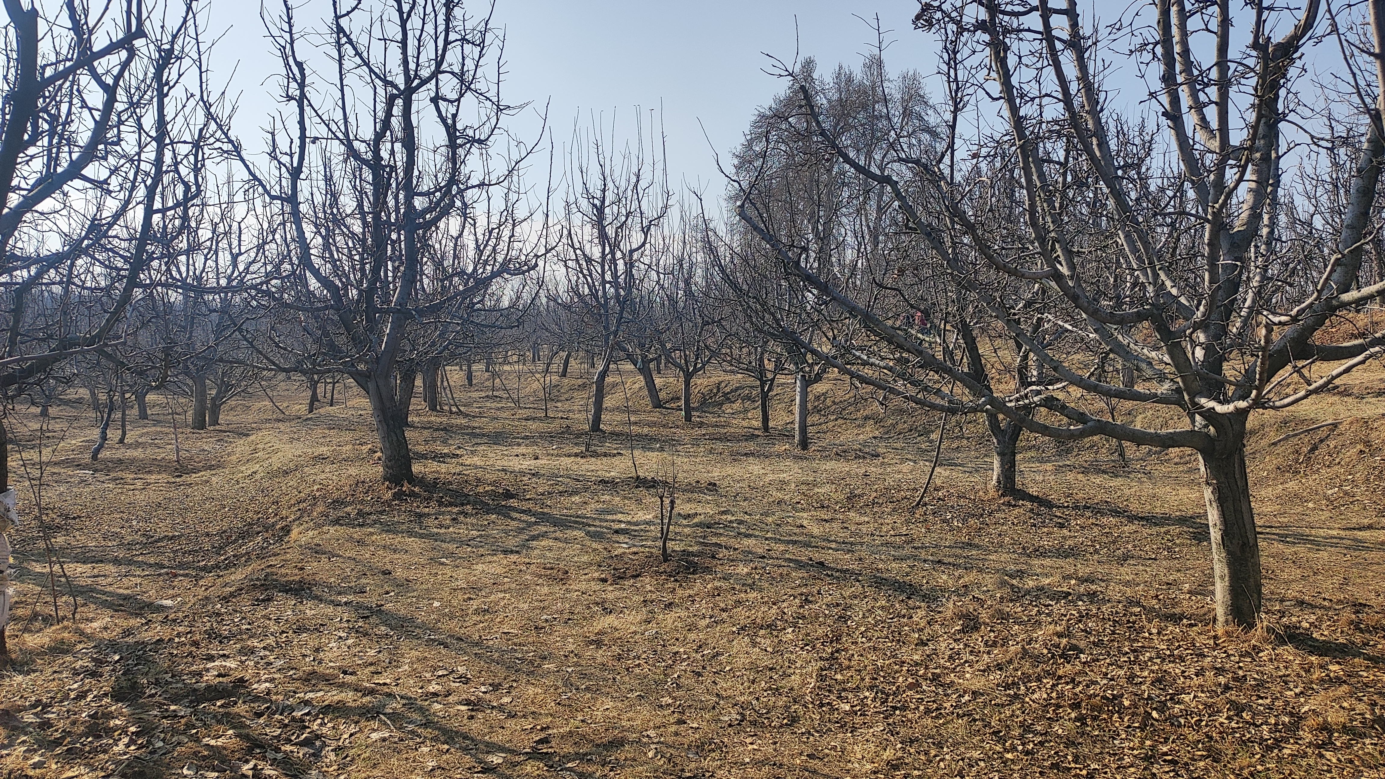 A view of an apple orcharge amid dry winter in Kashmir