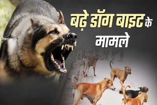 Dog bite cases increased in Madhya Pradesh