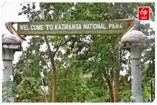 56-year-old killed in rhino attack in Kaziranga National Park