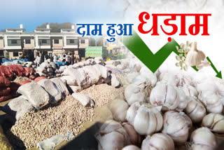 MADHYA PRADESH GARLIC PRICE DOWN