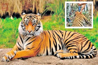 wayanad_tiger_death