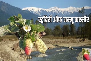 strawberry cultivation jammu