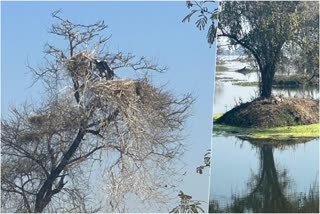 Keoladeo National Park