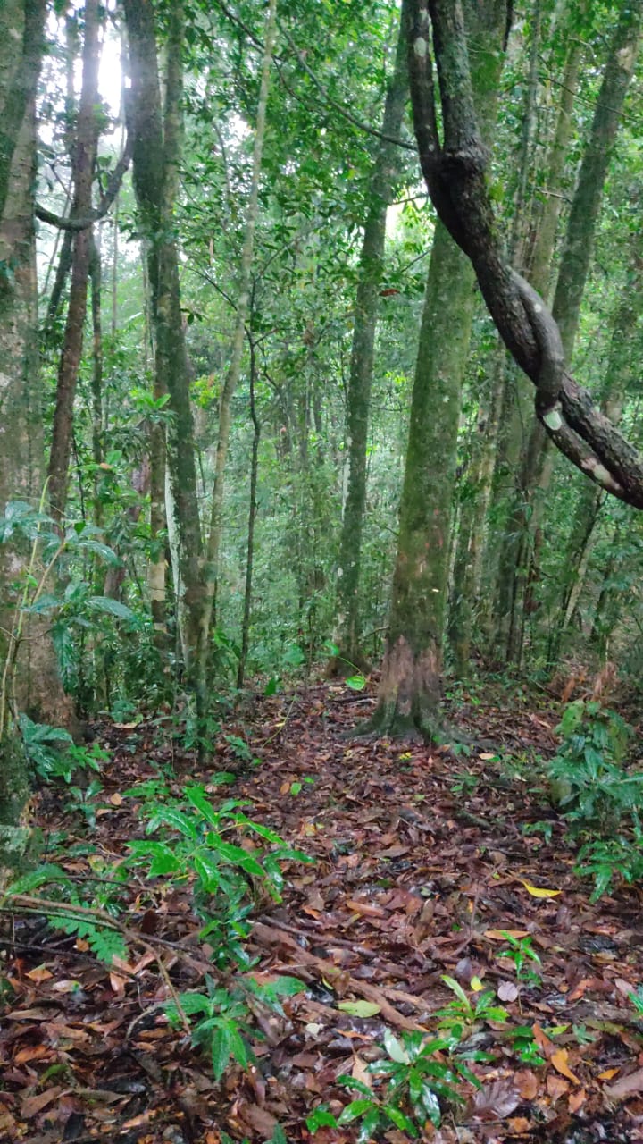 Elephant Corridor