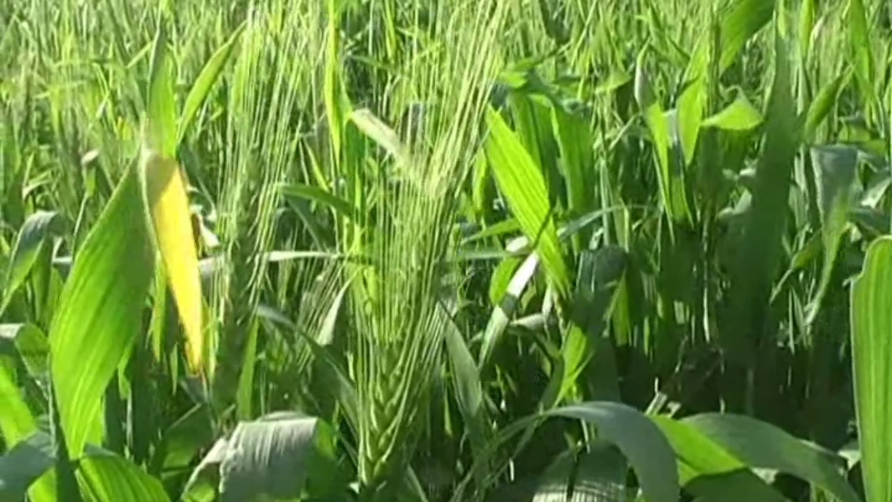 YELLOW RUST IN WHEAT