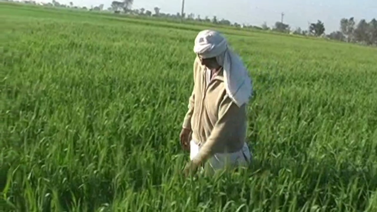 YELLOW RUST IN WHEAT