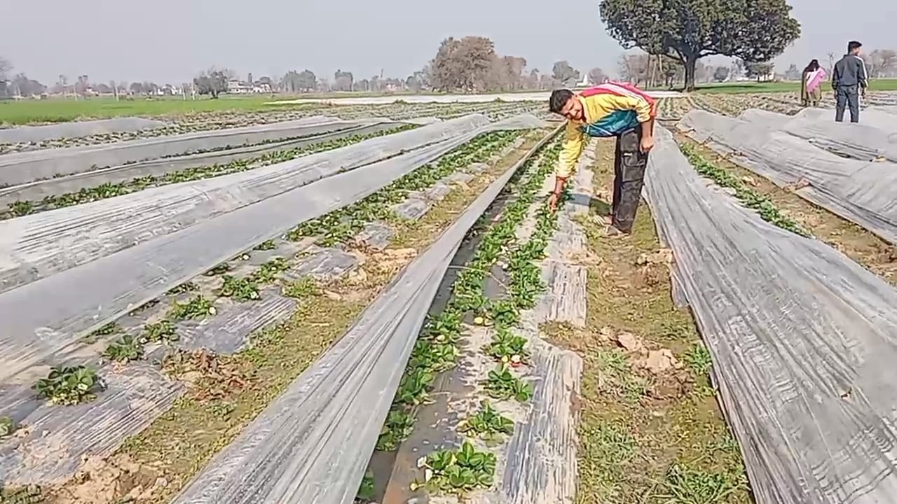 अरनिया सेक्टर में स्ट्रॉबेरी की खेती